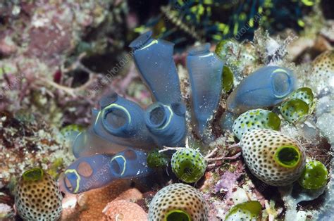 Sea squirts - Stock Image - C006/4298 - Science Photo Library