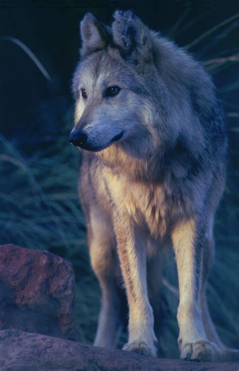 Mexican Gray Wolf Numbers Rose To 186 In 2020 Center For Biological