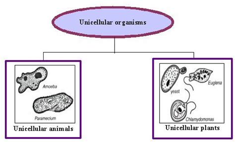 In such organisms, cells are usually specialised. Microscopic Unicellular Organisms | Unicellular Organisms ...