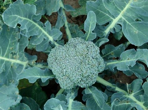 Growing Broccoli In Pots Or Containers Detailed Guide Gardening