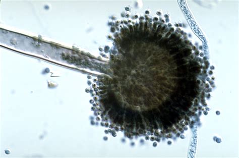 You can recognize aspergillus niger as a common black mold in moist surfaces, and in organic matter. Proteomics Research |Peer Reviewed Articles| Hybrid Open ...