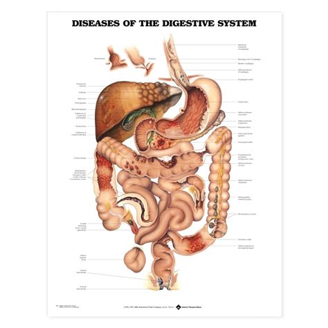 The spine is the backbone of the human skeleton. Diseases of the Digestive System Anatomical Chart ...