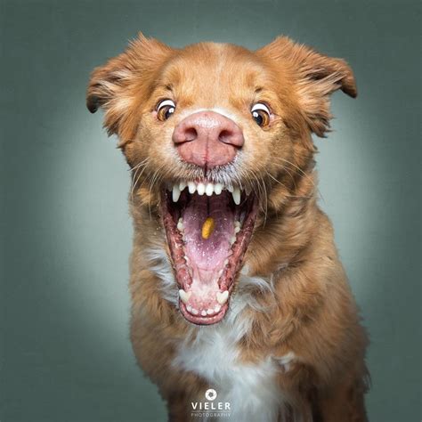 A Photographer Takes Pictures Of Dogs Catching Treats And Youll Never