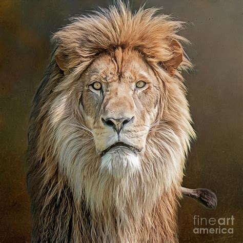 African Lion Portrait Photograph By Brian Tarr Pixels