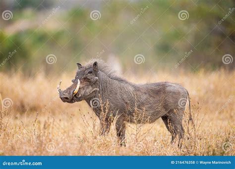 Warthog Walking Through The Veld In South Africa Stock Photo Image Of