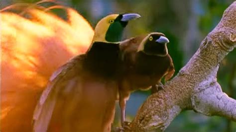 Birds Of Paradise Mating Dance Battle Of The Sexes Bbc Earth Youtube