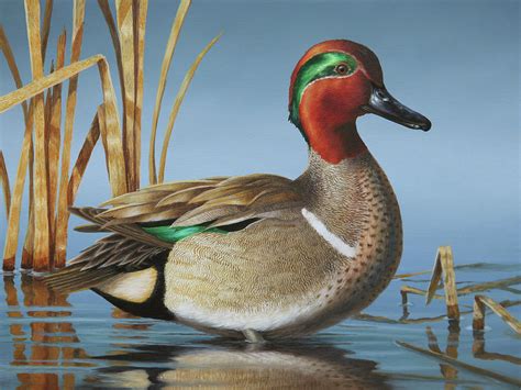 Greenwing Teal Drake Painting By Guy Crittenden
