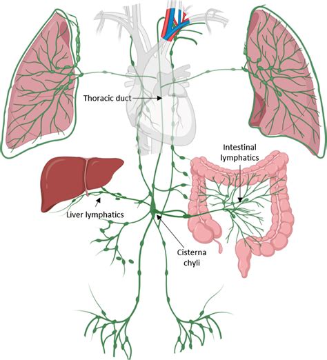 Illustration Shows Lymphatic Drainage From The Chest Abdomen And Lower