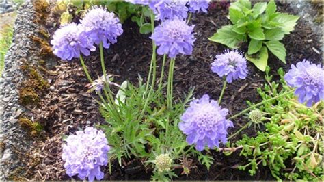 Driakiew Japońska Blue Diamonds Scabiosa Japonica