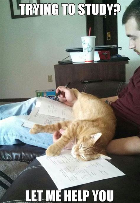 30 Hilarious Struggles Only Cat Owners Will Understand Simon Howes