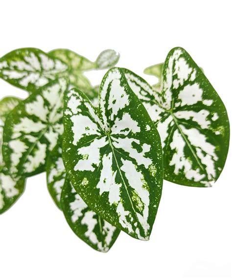 Caladium Humboldtii ‘mini White Jiffy Plants