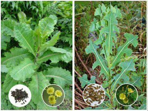 Wild Lettuce Natural Pain Killer Identification Use And Preparation