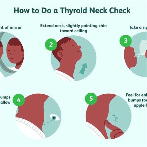 The Anatomy Of Neck Throat And Thyroid
