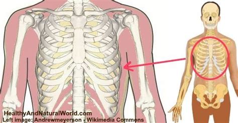 Picture Of What Is Under Your Rib Cage Do You Have Constant Pain