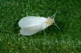 http://www.biologicalservices.com.au/pests/greenhouse-whitefly-83.html