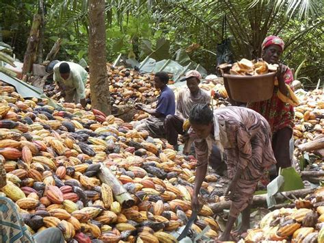 Ecobank Capital Vers Une Production Record De Cacao En Côte Divoire