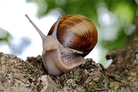 Bei der unterrichtsplanung berücksichtigen lehrkräfte schon vorab viele aspekte, die den verlauf einer unterrichtseinheit beeinflussen. Weinbergschnecke wie bekämpft man Schnecken? wie baut man Schneckenfallen? was muß man über die ...