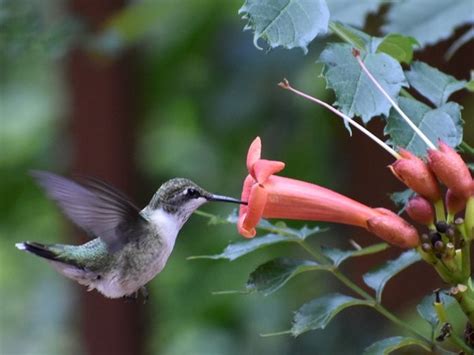 Ask The Experts Hummingbird Behavior Explained Birds And Blooms