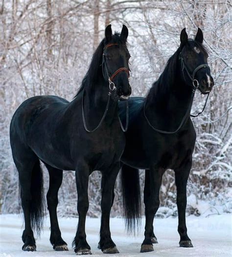 We did not find results for: 70 Unique Names for Black Horses | The Paws