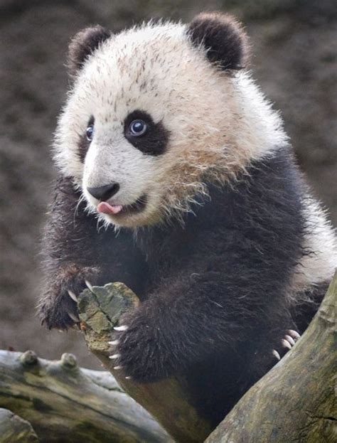 Lil Panda Tongue With Images Panda Bear Cute Panda Panda