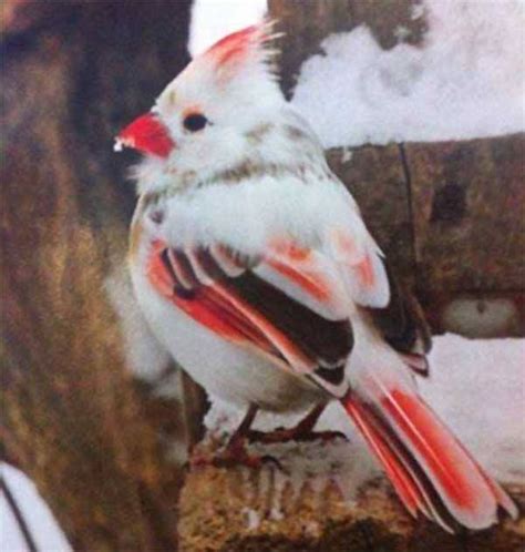 Rare Albino Cardinal Birds Pinterest Cardinals Genetics And Birds