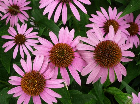The Ultimate Guide To Echinacea Tea Benefits Side Effects And Uses