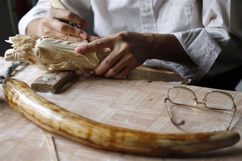Elephant Teeth Price