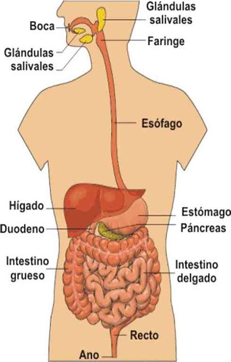 El Tubo Digestivo Sistema Digestivo Humano Aparato Digestivo Y My Xxx
