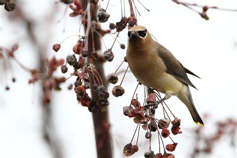 Only four species of apple (genus: Cedar Waxwing perched in Flowering Crabapple Tree | Cedar ...