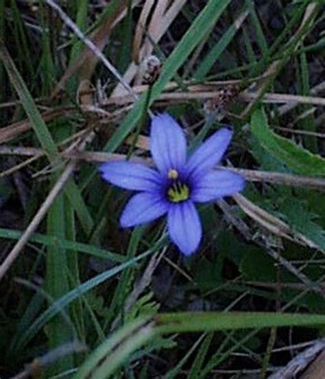 Many gardeners combine their purple flowers also known as sage, purple salvia flowers are related to kitchen sage and grow small densely packed flowers on top of an aromatic foliage. Blue Eyed Grass - Sisyrinchium augustifolium | Wild ...