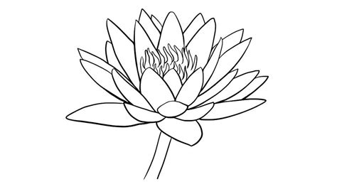 Water Lily Drawing Outline At Getdrawings Free Download