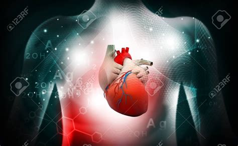 Download 3d Human Heart Medical Anatomy Stock Photo Picture And