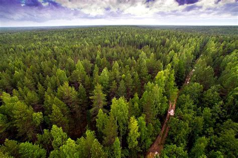 Virgin Komi Forests Series Top 15 Unesco Sites In Russia