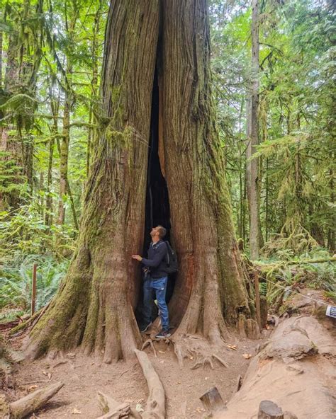 13 Things To Know Before Visiting Cathedral Grove Vancouver Island