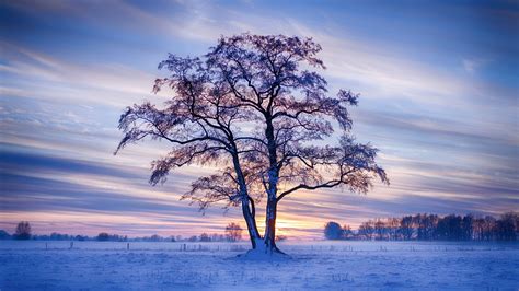 Evening Winter Trees Snow 5k Macbook Pro Wallpaper Download