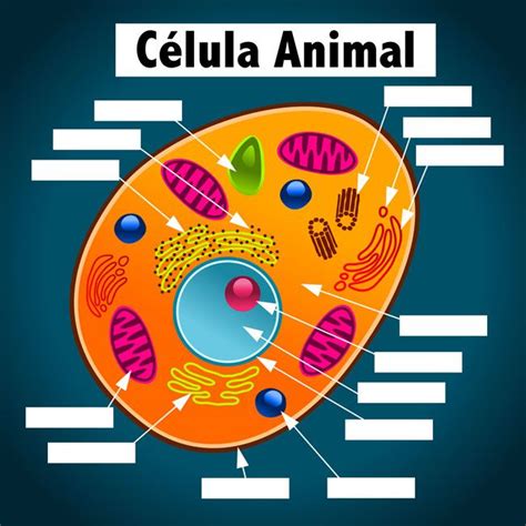 Estrutura De Uma Celula Animal Detalhes Científicos