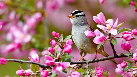 Flowers Bird Spring Flowers Colorful Forces Nature Colors