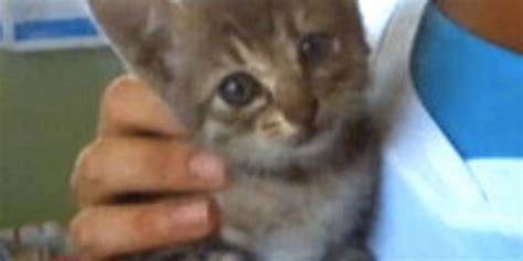 Three Week Old Kitten Survives 1000 Mile Trip In Cars Engine Love Meow