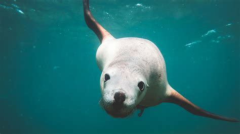 Sea Lion Fact Sheet Blog Nature Pbs