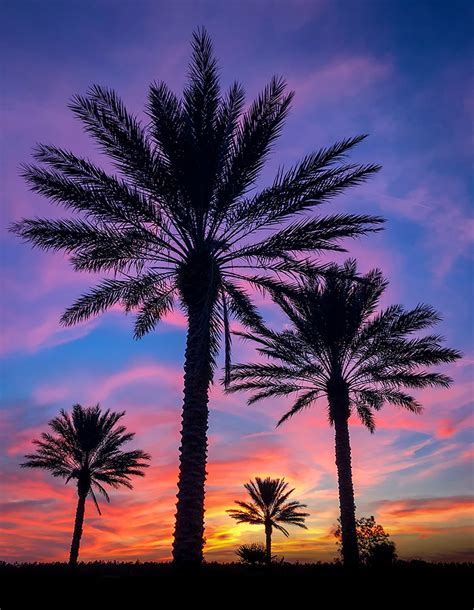 Colorful Dramatic Sunset With Palm Trees Getty Images Gallery