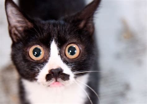 The Science Behind How Cute Tuxedo Cats Get Their Patchy