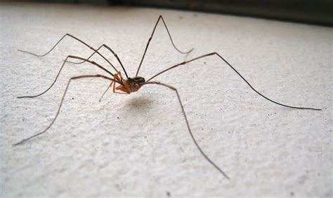 They are extremely flat and run sideways over walls and ceilings, hiding in narrow crevices. Daddy Long-Legs Spider (Harvestman) - Are Daddy Long Legs ...