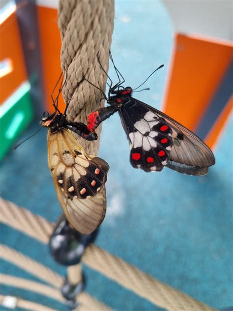 🔥 Butterfly Sex At The Park R Natureisfuckinglit
