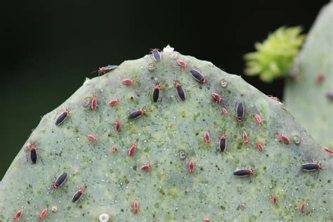 Cactus Bugs And Their Nymphs Free Stock Photo Public Domain Pictures