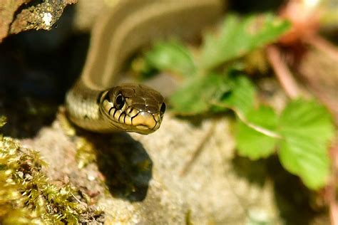 Schlange der gattung europäische wassernattern (natrix natrix). DIE RINGELNATTER | Naturschutz Ruhr