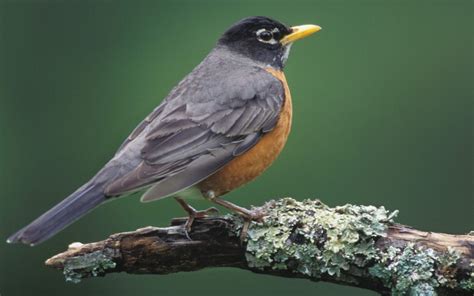 Robins Birds Coolwallpapers Me