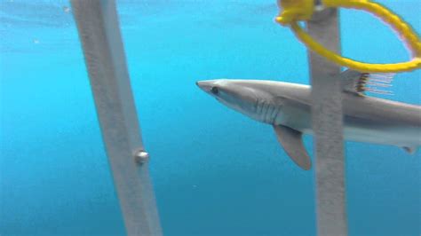 Baby Mako Shark At Guadelupe Island Youtube