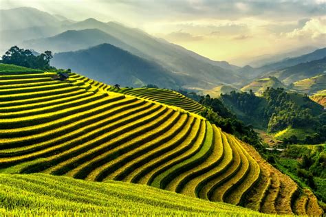 Paddy Fields Vietnam Top Travel Destinations To Put On Your Bucket