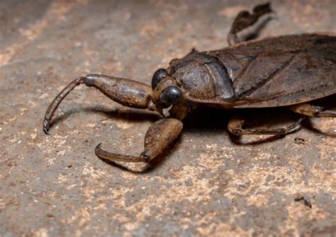 Why Do Water Bugs Come Out In The Summer Gardening Resource