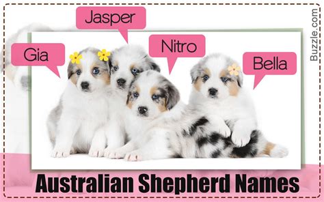200 Cute Names For Your Australian Shepherd Puppy Australian Shepherd